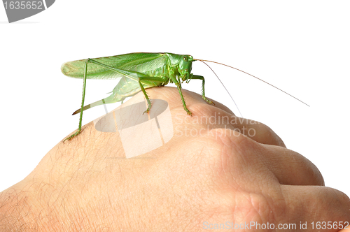 Image of Hand with Grasshopper