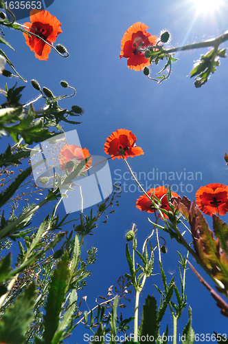 Image of Poppies and Blue Sky