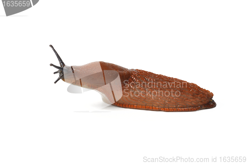 Image of Spanish Slug