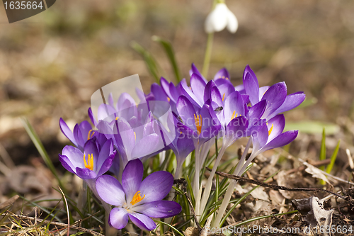 Image of purple crocus