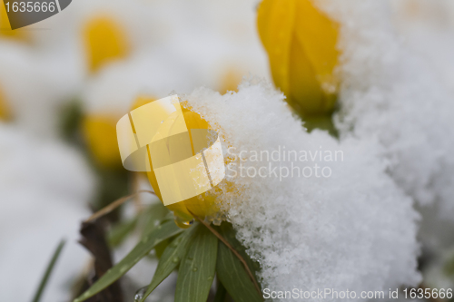 Image of winter aconites