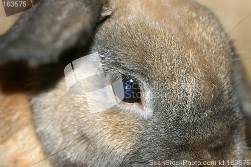 Image of rabbit