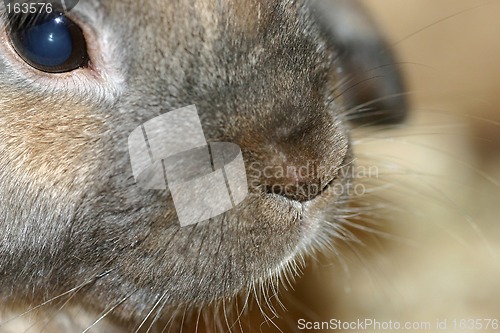 Image of rabbit