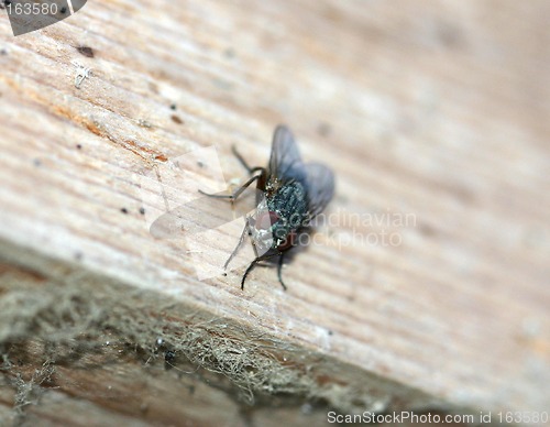 Image of fly