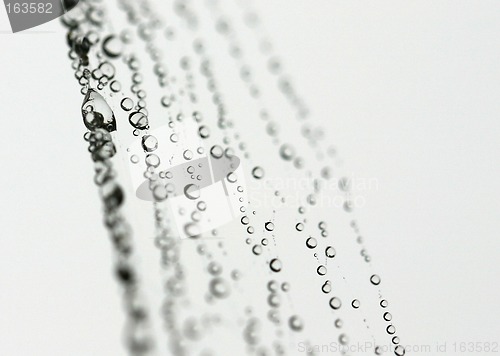 Image of spider net