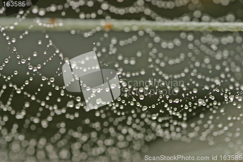 Image of spider net