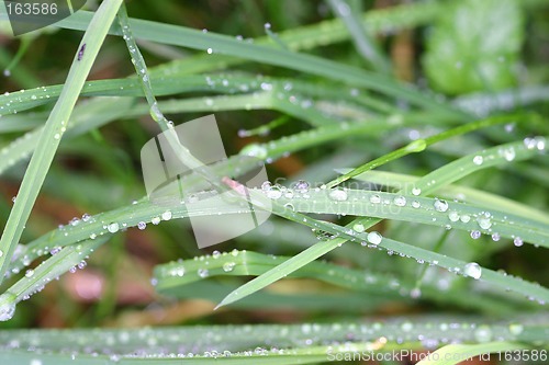 Image of grass