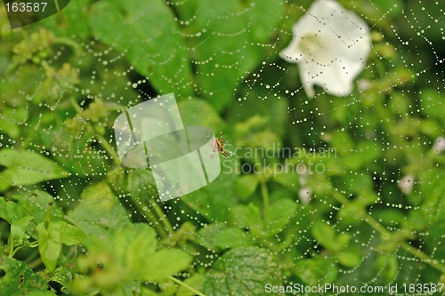 Image of spider