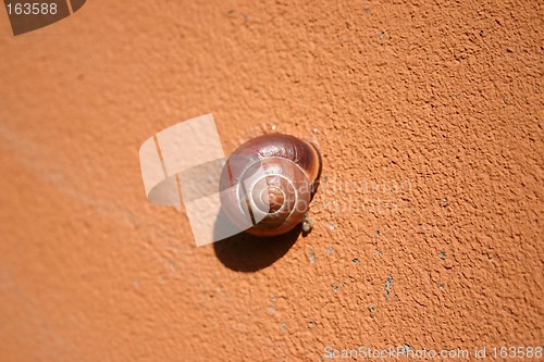 Image of snail