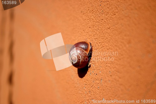 Image of snail