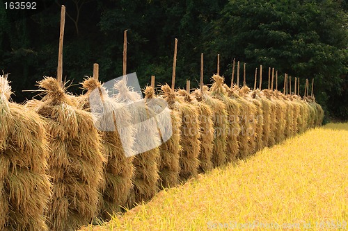 Image of Autumn rice field perspective