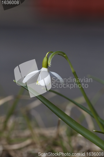 Image of snowdrop