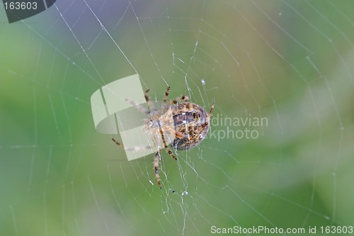 Image of spider