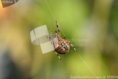 Image of spider