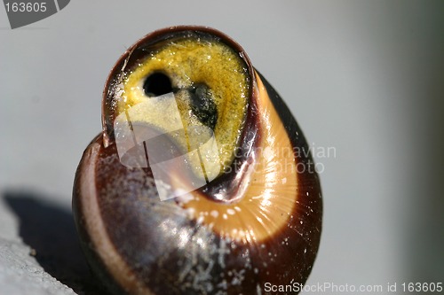 Image of snail