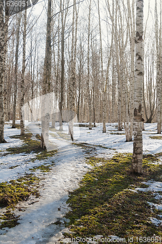 Image of Spring landscape in a birchwood