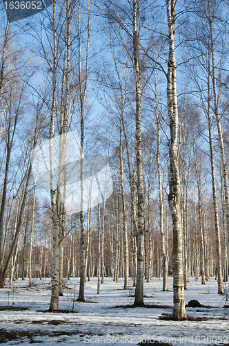 Image of Spring landscape in a birchwood