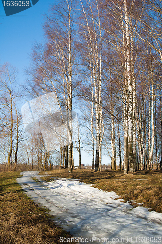 Image of Spring landscape in a birchwood