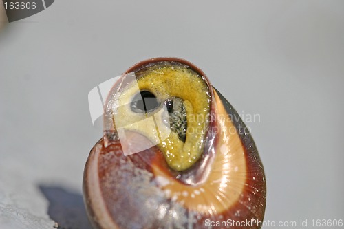 Image of snail