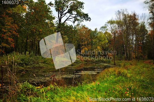 Image of autumn in a forest