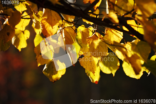 Image of autumn aspen leaves