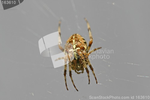 Image of spider