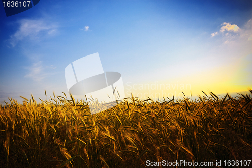 Image of wheat field at sunset