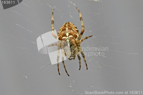 Image of spider