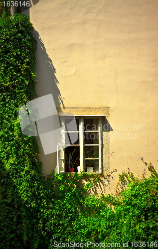 Image of window on wall with ivy