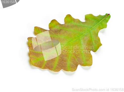 Image of green oak leaf
