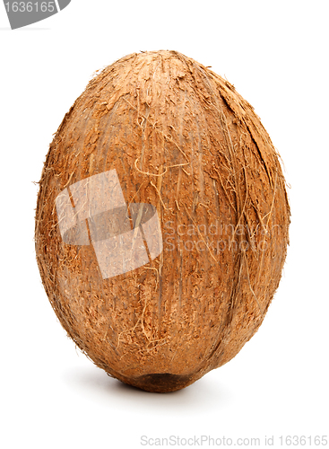 Image of coconut isolated on white