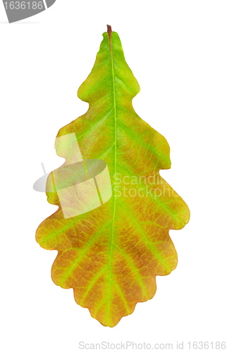Image of oak leaf