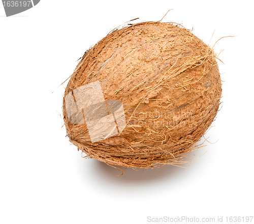 Image of single coconut 