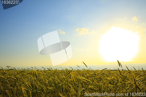 Image of wheat field at sunset