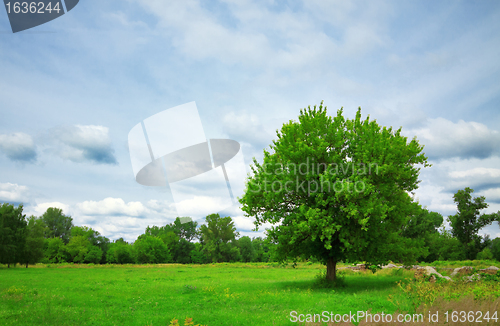 Image of tree on green meadow