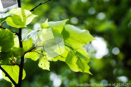 Image of branch with green leaves