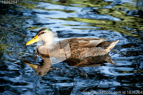 Image of mallard on a lake