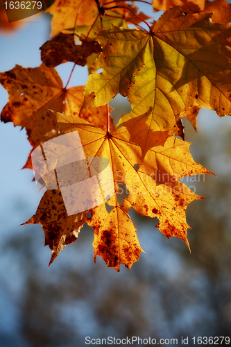 Image of autumn maple leaves