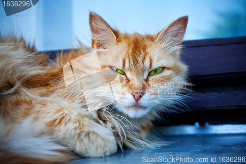 Image of red cat with green eyes