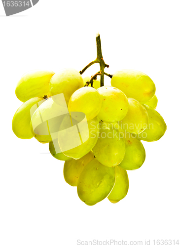 Image of hanging bunch of white grape