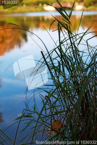 Image of grass by the lake