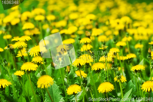 Image of field of dandelions