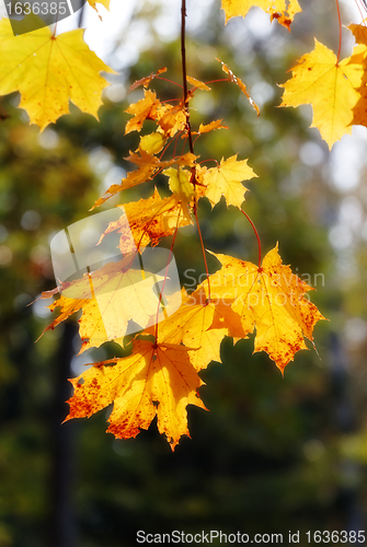 Image of autumn maple leaves