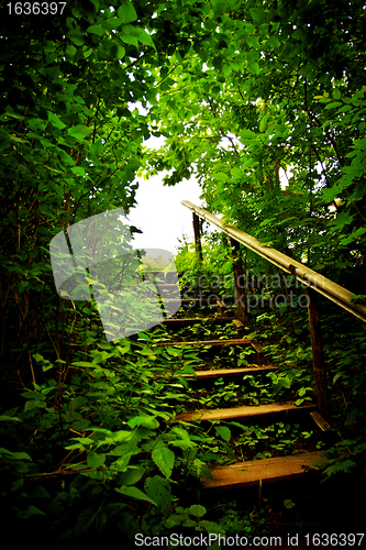 Image of staircase in a thicket