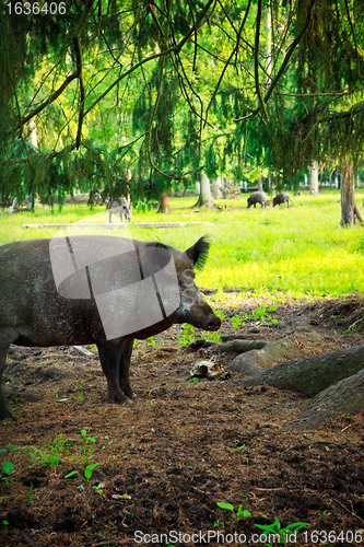Image of wild boar
