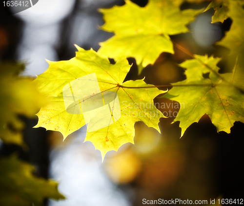 Image of autumn maple leaves