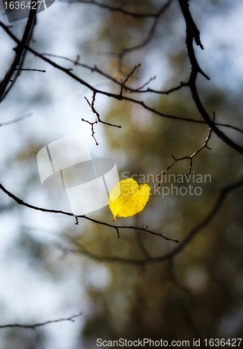 Image of lonely autumn leaf