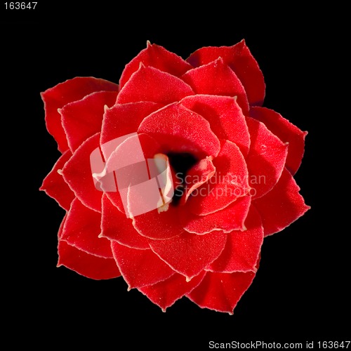 Image of Macro of flower