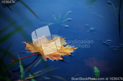 Image of maple leaf on water