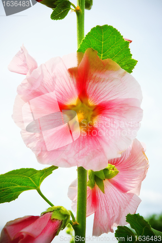 Image of mallow flower on stalk